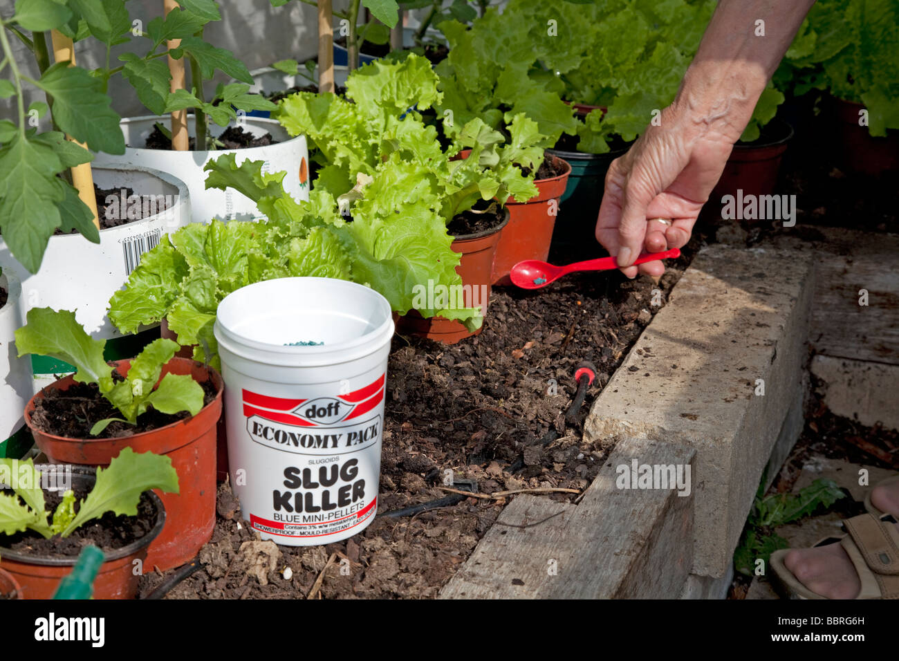 Mano di giardiniere mettendo slug pellets giù da giovani fagiolini Costwolds REGNO UNITO Foto Stock