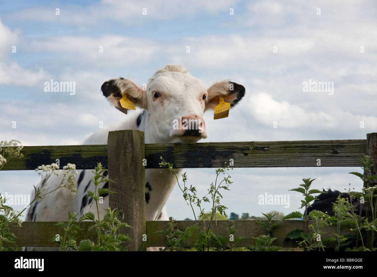 Holstein dairy vitello che mostra i tag all'orecchio. Foto Stock