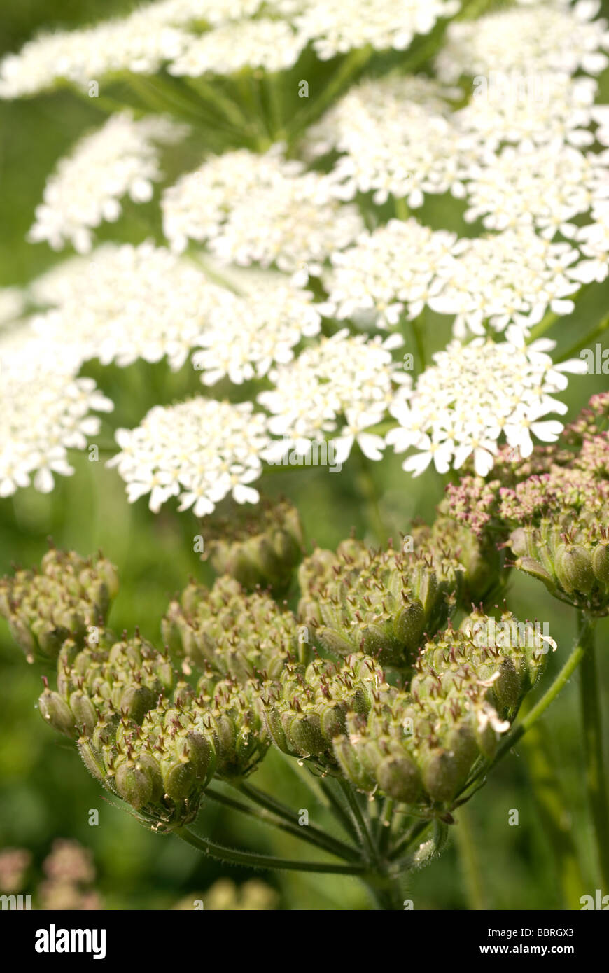 Hogweed,, Heracleum sphondylium, fiori, carota famiglia, umbillifer Foto Stock