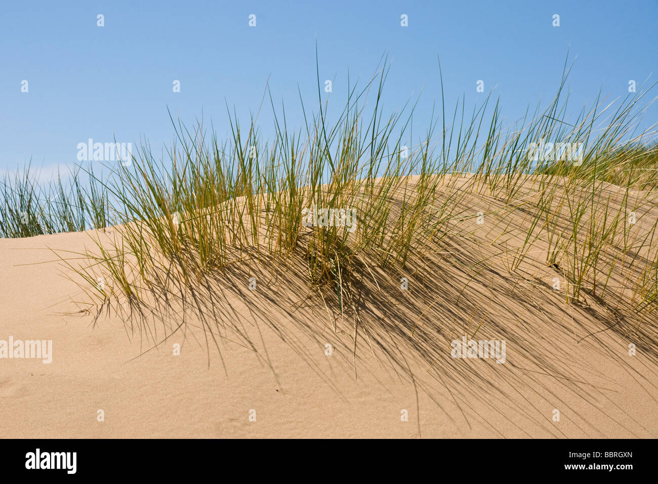 Le dune di sabbia a Formby, Lancashire, Regno Unito Foto Stock