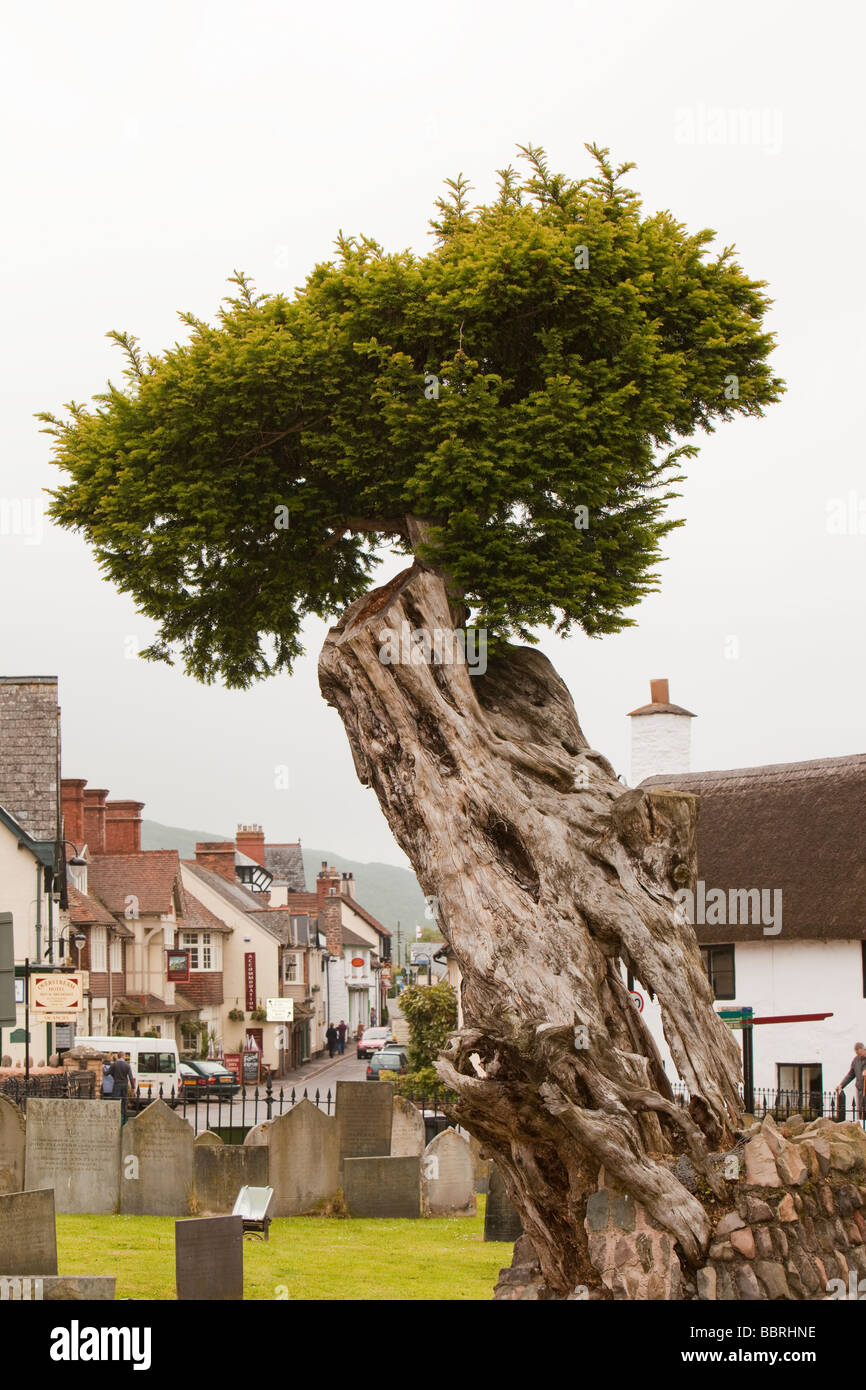 Un antico Yew Tree in un cimitero di Porlock Somerset REGNO UNITO Foto Stock