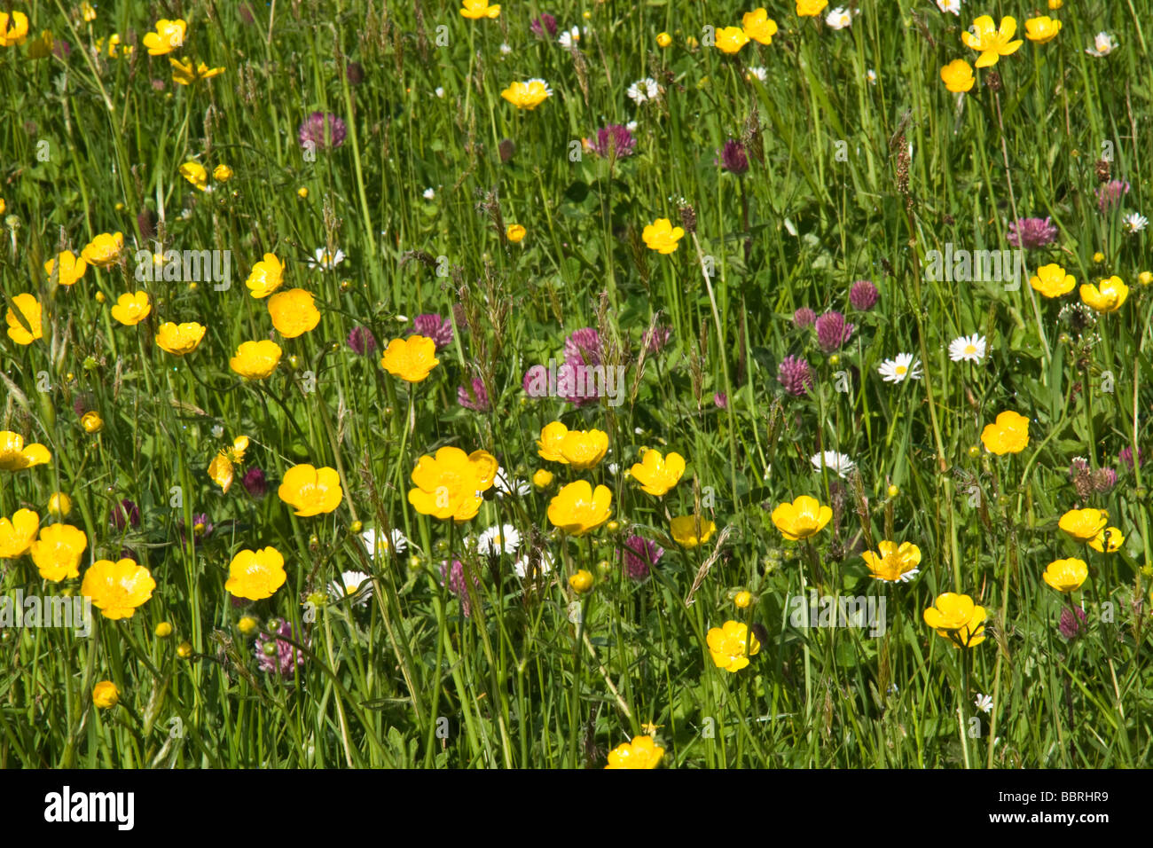 Fiori selvatici che crescono in un tradizionale fieno prato in Swaledale. Foto Stock