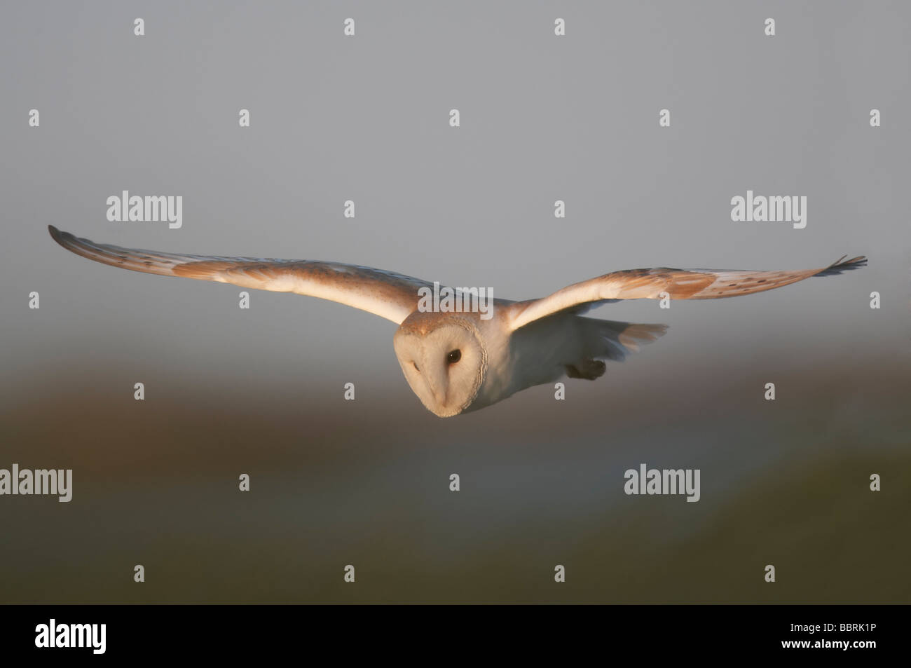 Barbagianni Tyto in volo Foto Stock