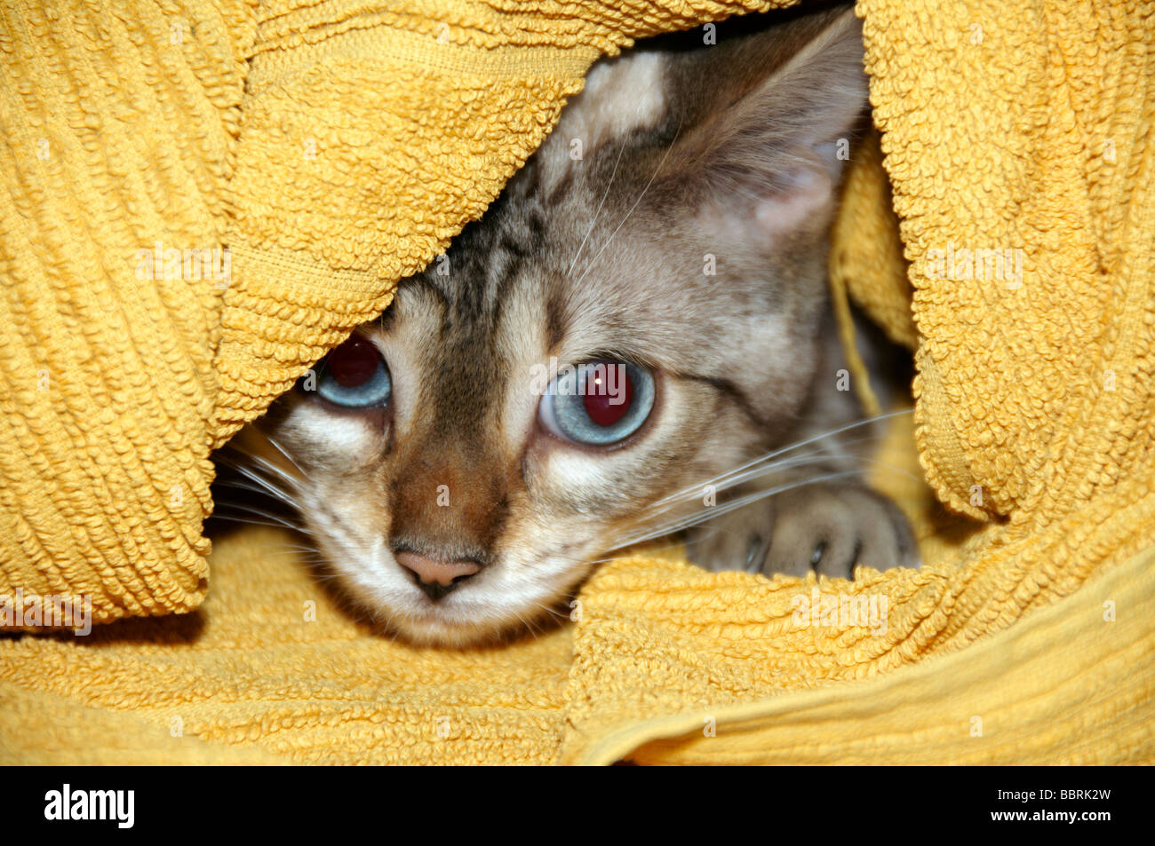Un gattino Bengala nascondere sotto un asciugamano giallo Foto Stock