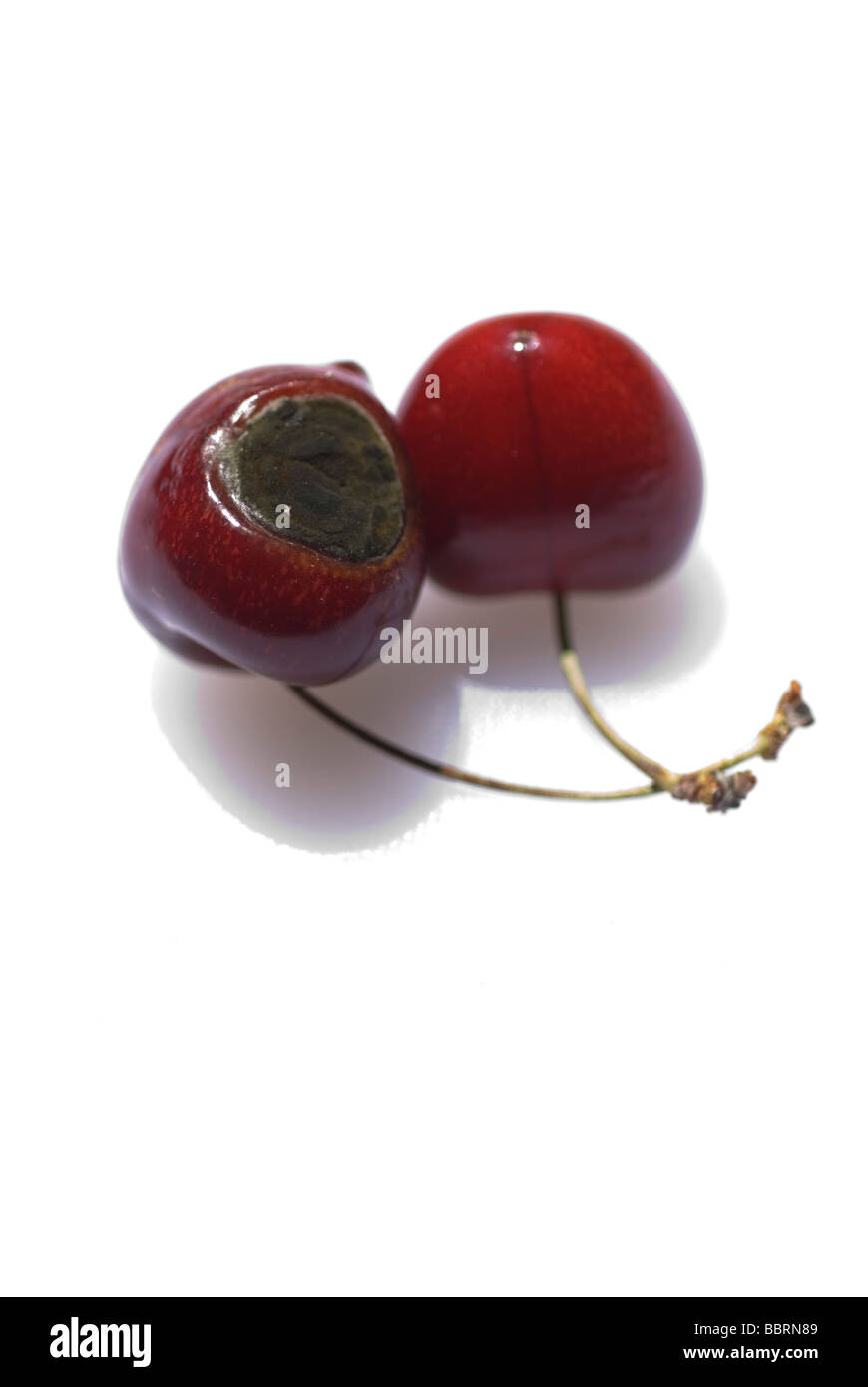 Il marcio cherry vicino alla ciliegia fresca Foto Stock