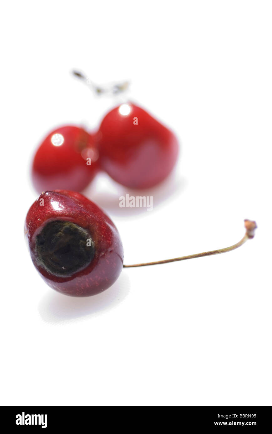 Il marcio cherry focalizzato e due ciliegie fresche Foto Stock