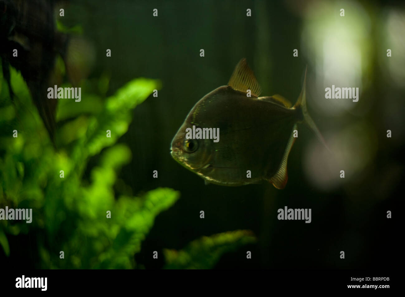 scimmie.la Foto Stock