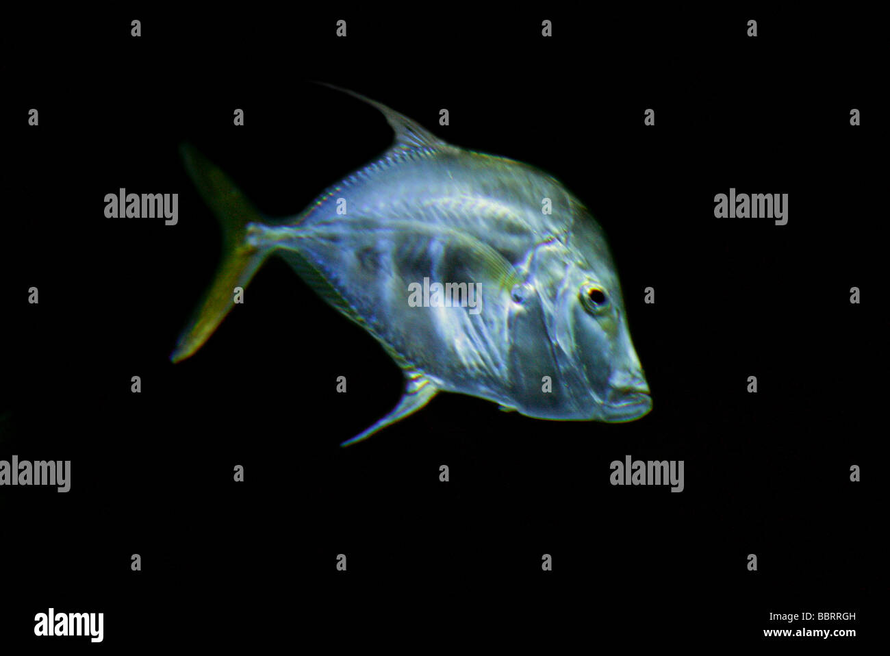 Lookdown Pesce, Selene vomer, Carangidae, aka Moonfish, Bluntnose o Jorabado Atlantico occidentale, Canada, Maine, sud in Uruguay. Foto Stock