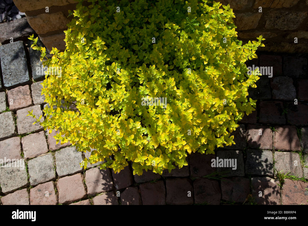 Verde oro arbusto giardino contro il blocco di calcestruzzo set di pavimentazione Foto Stock