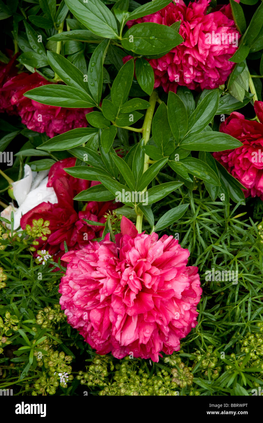Peonia. Foto Stock