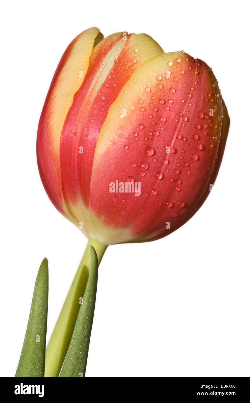 Red tulip con gocce d'acqua Foto Stock