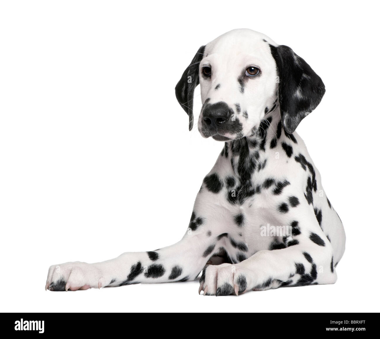 Cucciolo dalmata di fronte a uno sfondo bianco Foto Stock