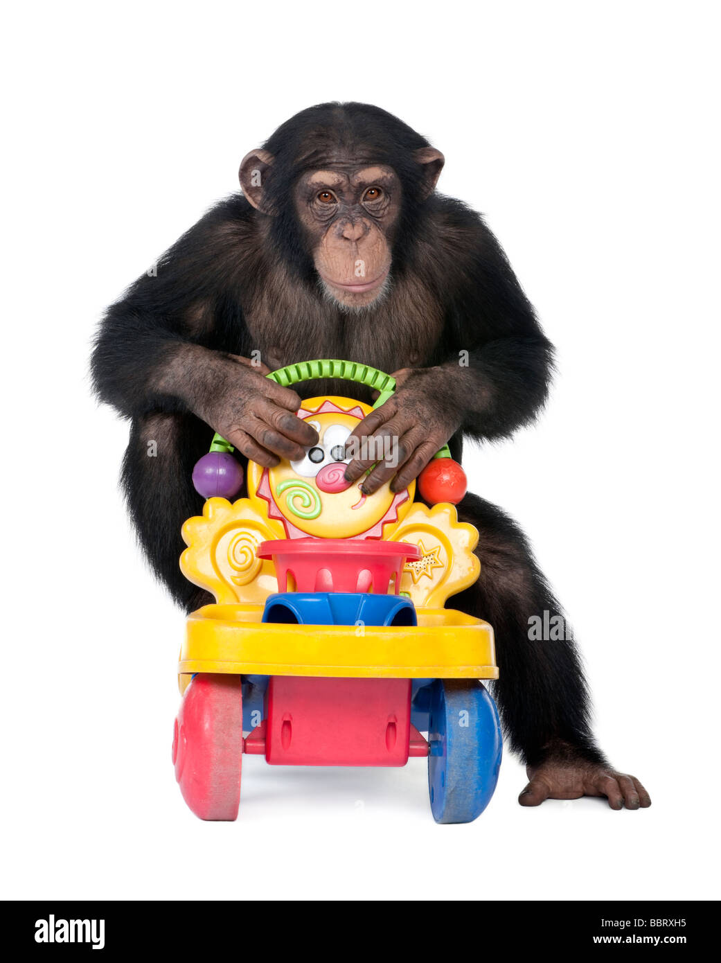 I giovani di uno scimpanzé Simia troglodytes 5 anni davanti a uno sfondo bianco Foto Stock