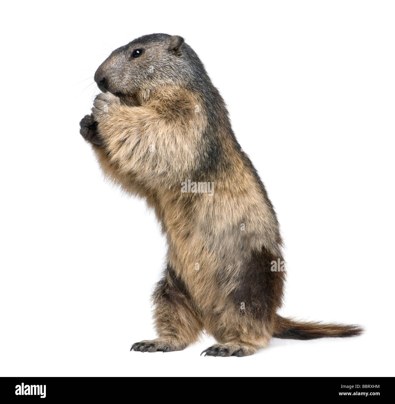Marmotta Immagini senza sfondo e Foto Stock ritagliate - Alamy