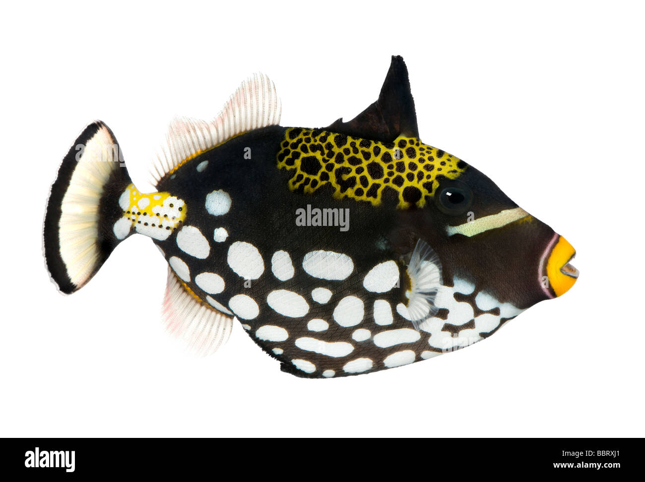 Clown triggerfish Balistoides conspicillum davanti a uno sfondo bianco Foto Stock