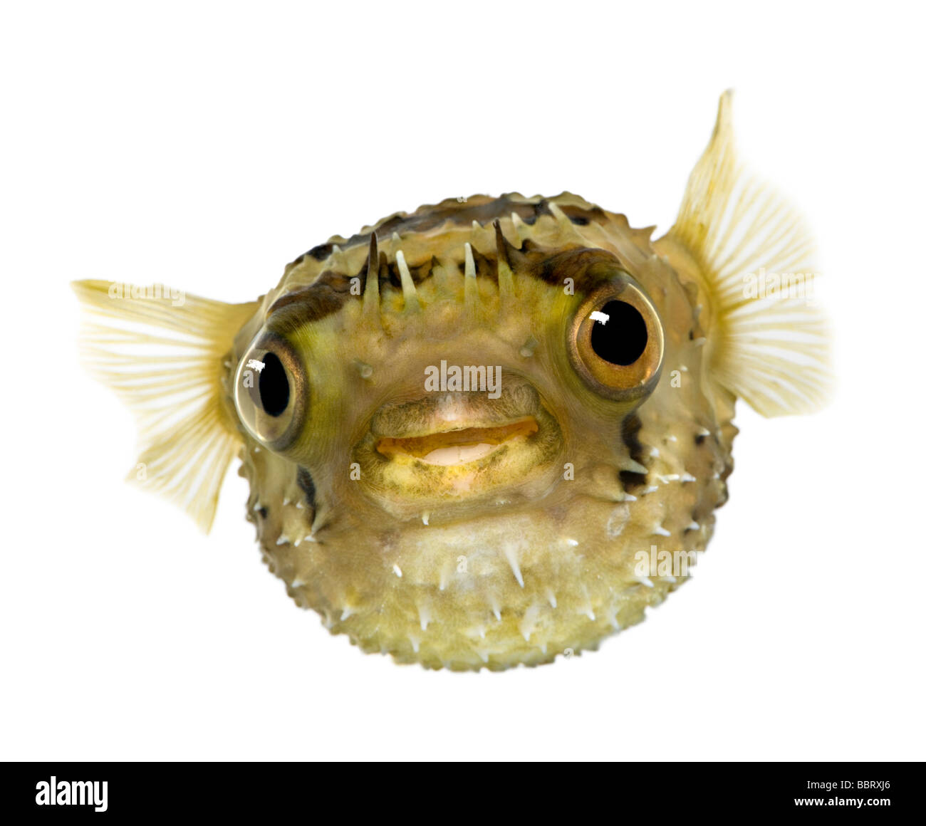 Allungate la spina dorsale porcupinefish anche sapere come balloonfish spinoso Diodon holocanthus davanti a uno sfondo bianco Foto Stock