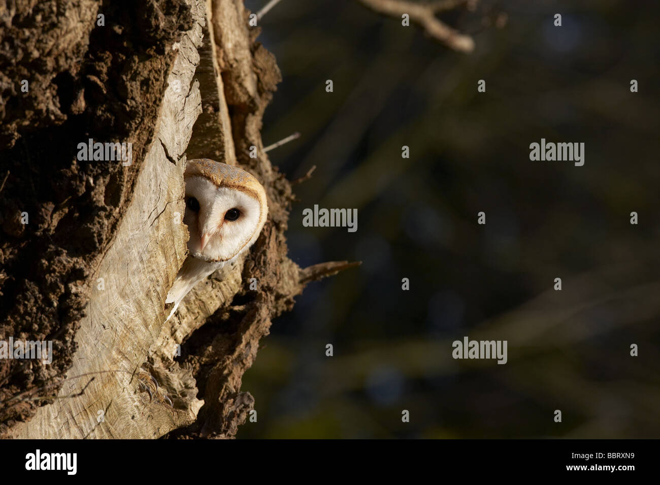 Barbagianni Tyto nel foro albero Foto Stock