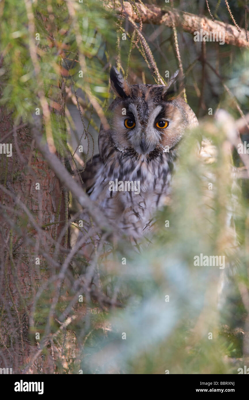 Long Eared gufo comune (Asio otus) Foto Stock