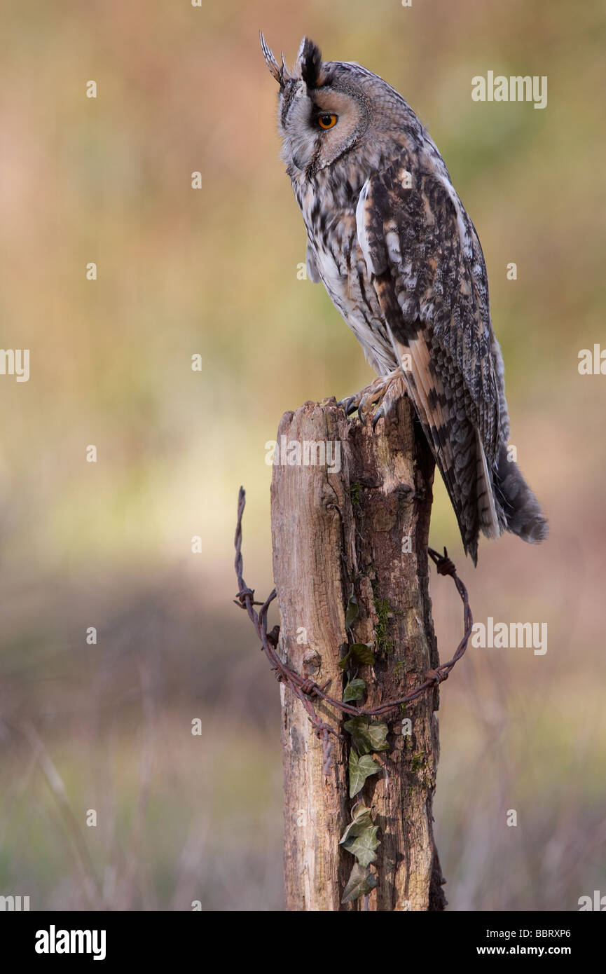Long Eared gufo comune (Asio otus) Foto Stock
