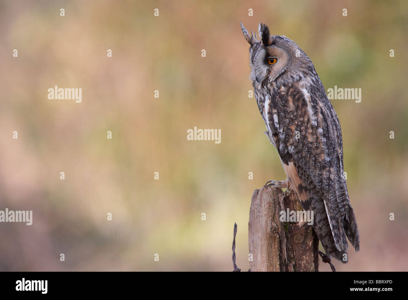 Long Eared gufo comune (Asio otus) Foto Stock