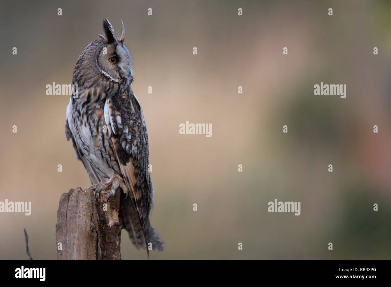 Long Eared gufo comune (Asio otus) Foto Stock