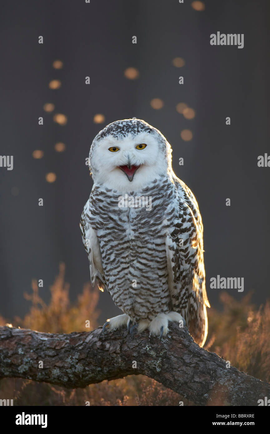 Civetta delle nevi retroilluminato in basso sole invernale con bug in ambiente di fondo Foto Stock