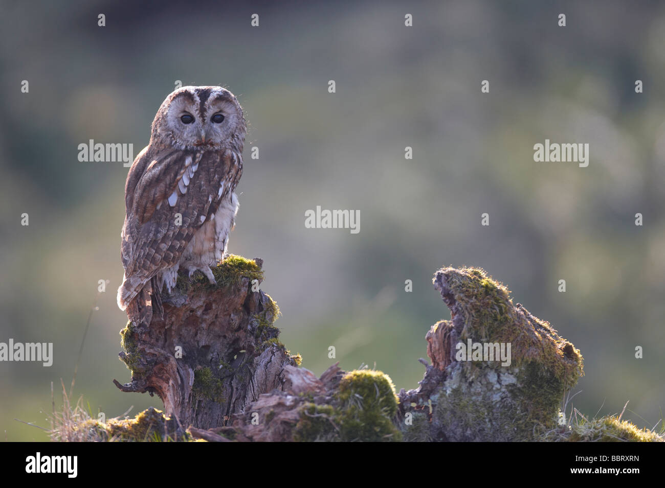 Allocco Strix aluco la retroilluminazione sul bordo della foresta Foto Stock