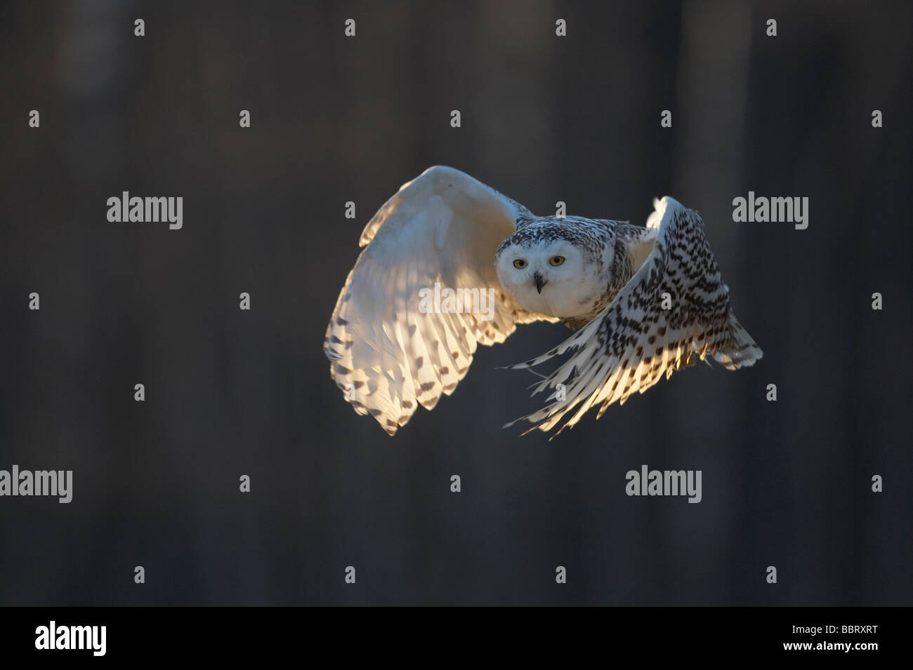 Civetta delle nevi retroilluminato in volo Foto Stock