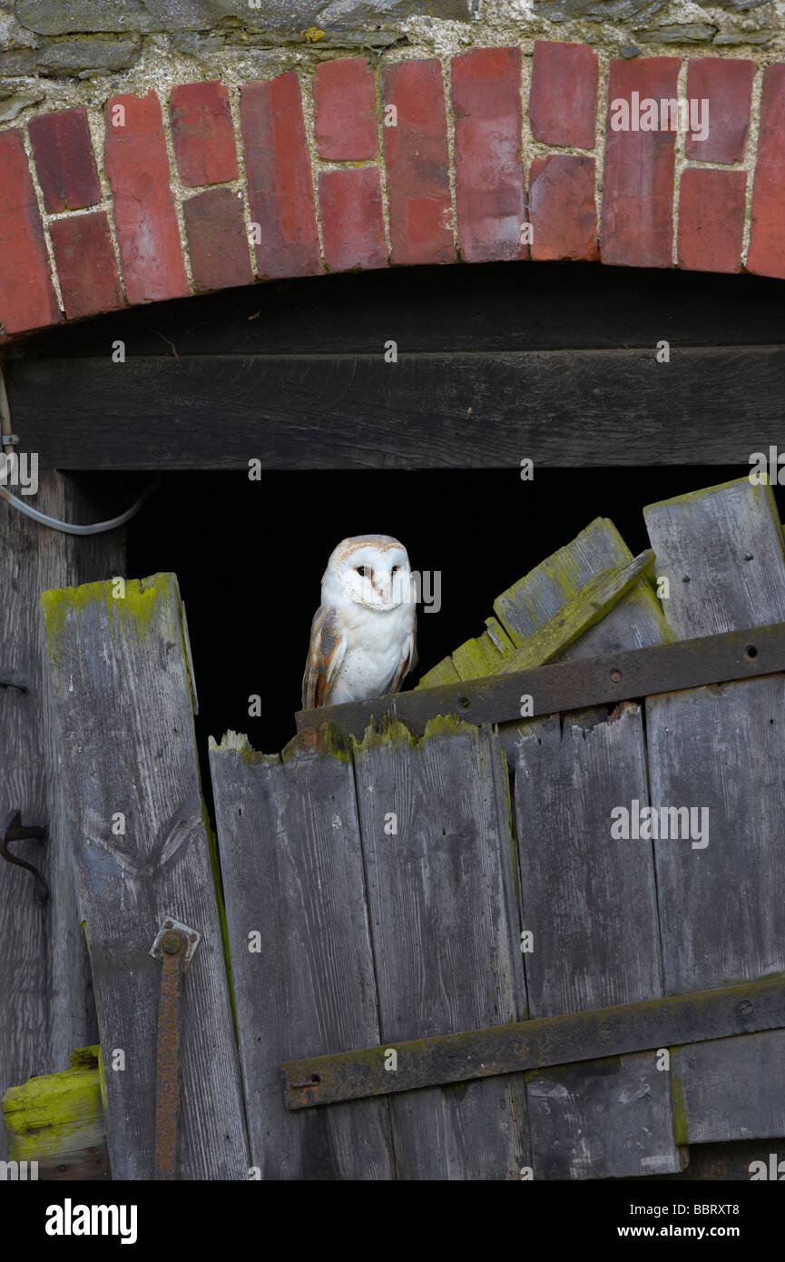 Barbagianni nel fienile rustico Foto Stock