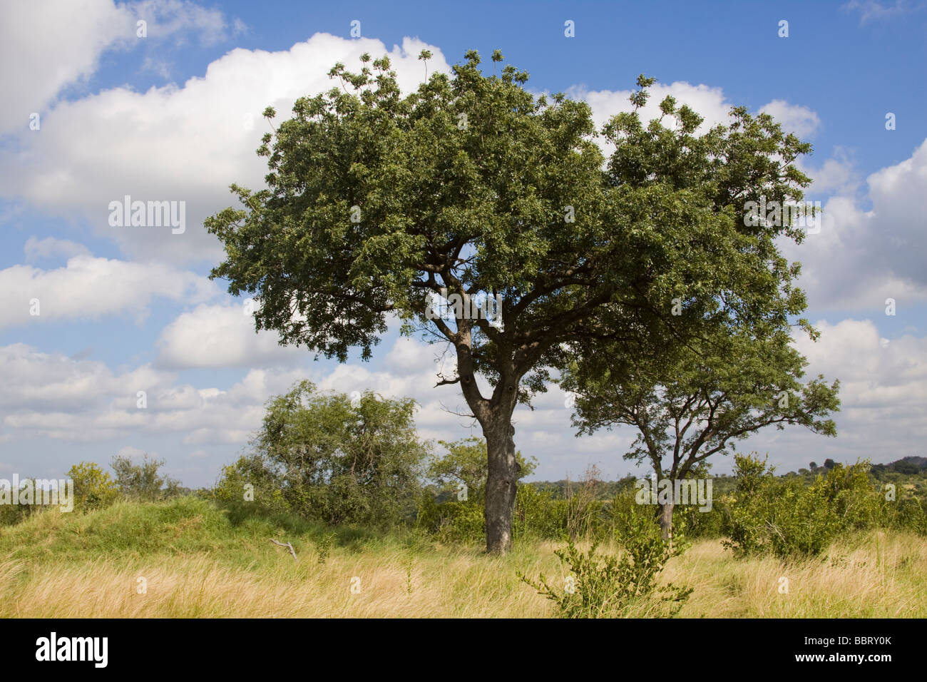 Marula tree immagini e fotografie stock ad alta risoluzione - Alamy
