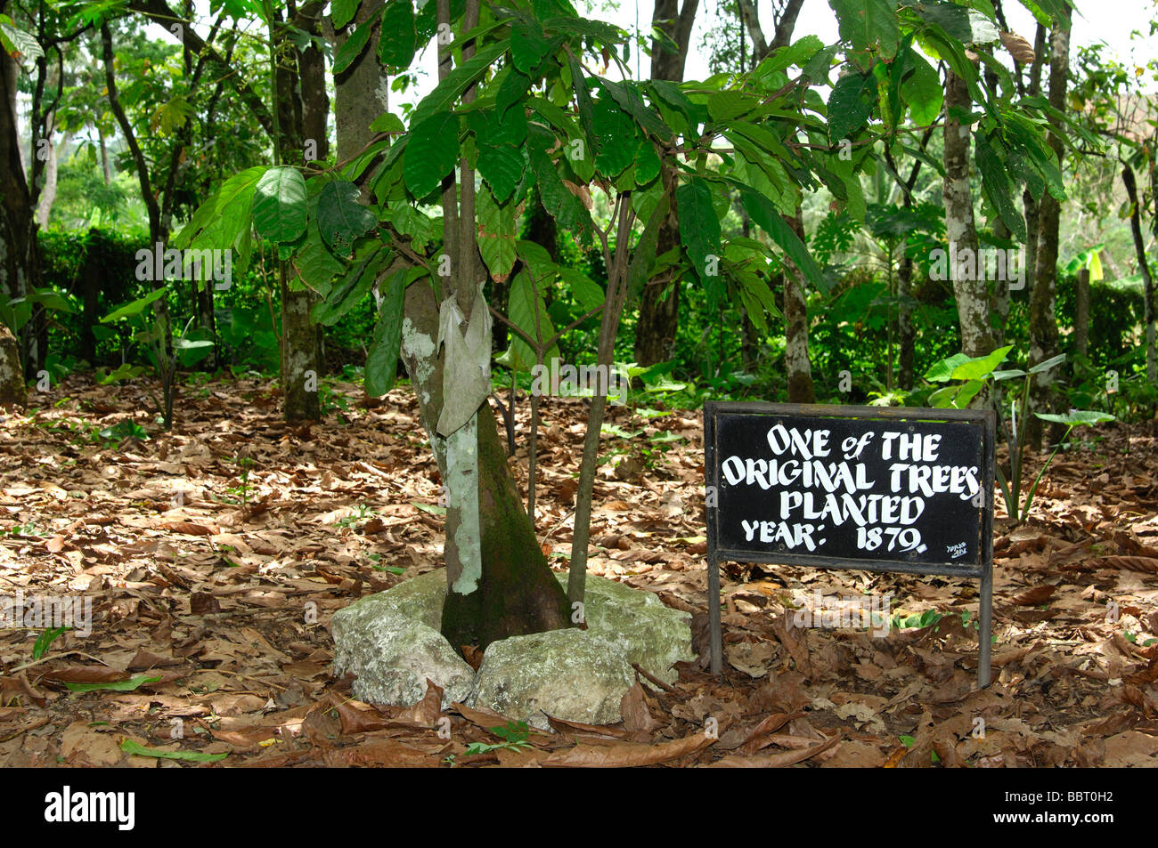 Uno dei primi alberi di cacao Theobroma cacao piantato in Ghana, Mampong, Ghana Foto Stock