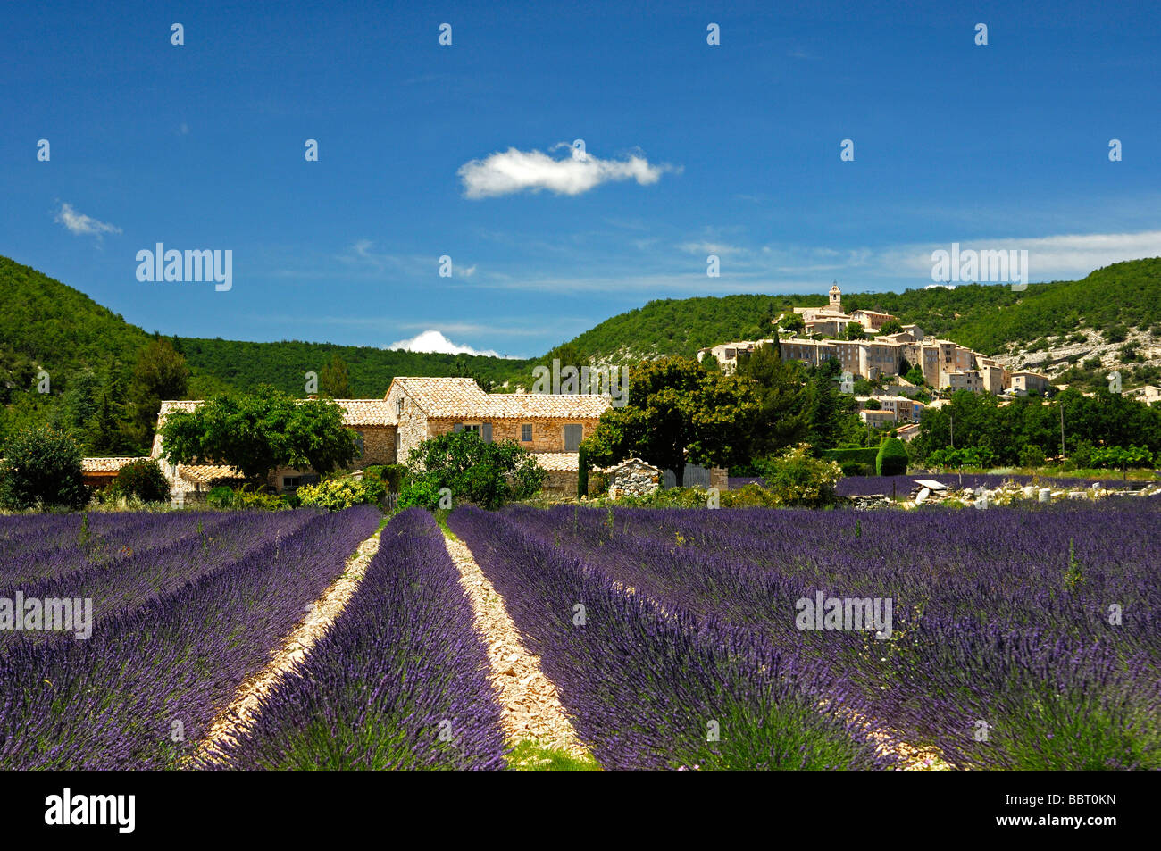 La coltivazione della Lavanda, Lavandula angustifolia, regione della Provenza, Francia Foto Stock
