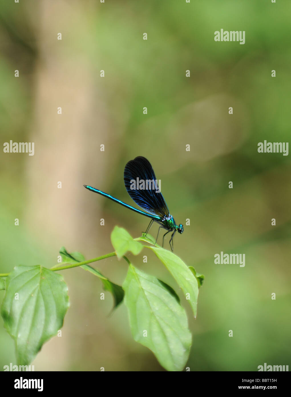 Damselfly nastrati agrion Agrion splendens Foto Stock