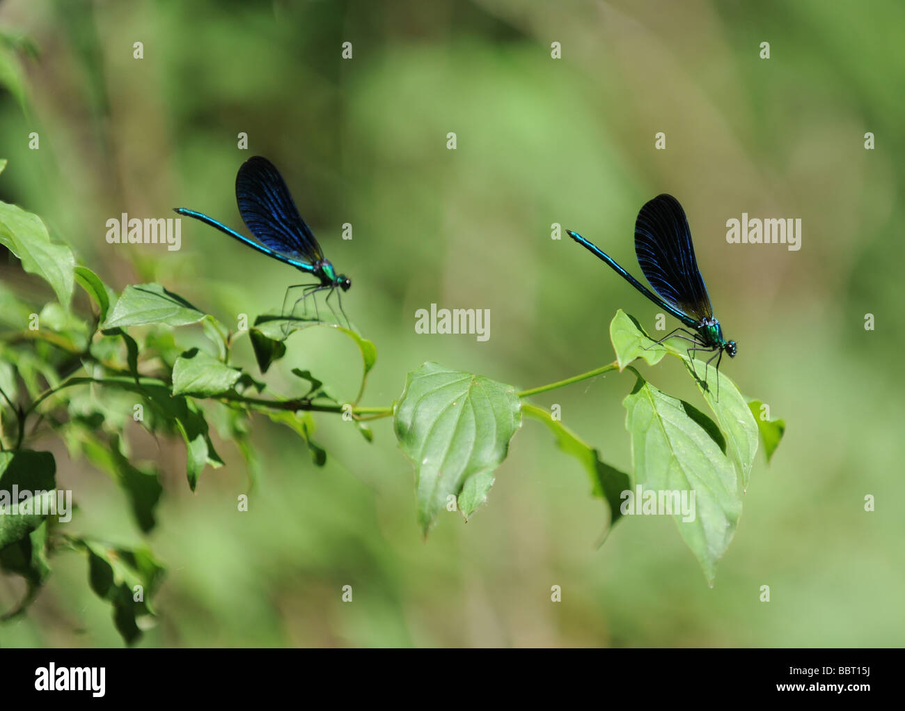 Damselfly nastrati agrion Agrion splendens Foto Stock