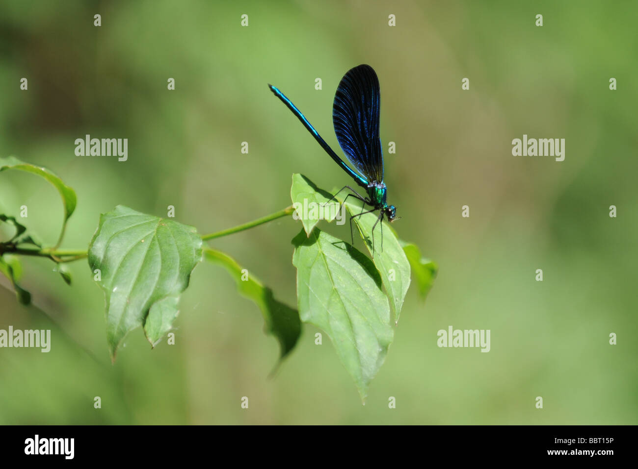 Damselfly Agrion nastrati con insetto in bocca agrion splendens Foto Stock