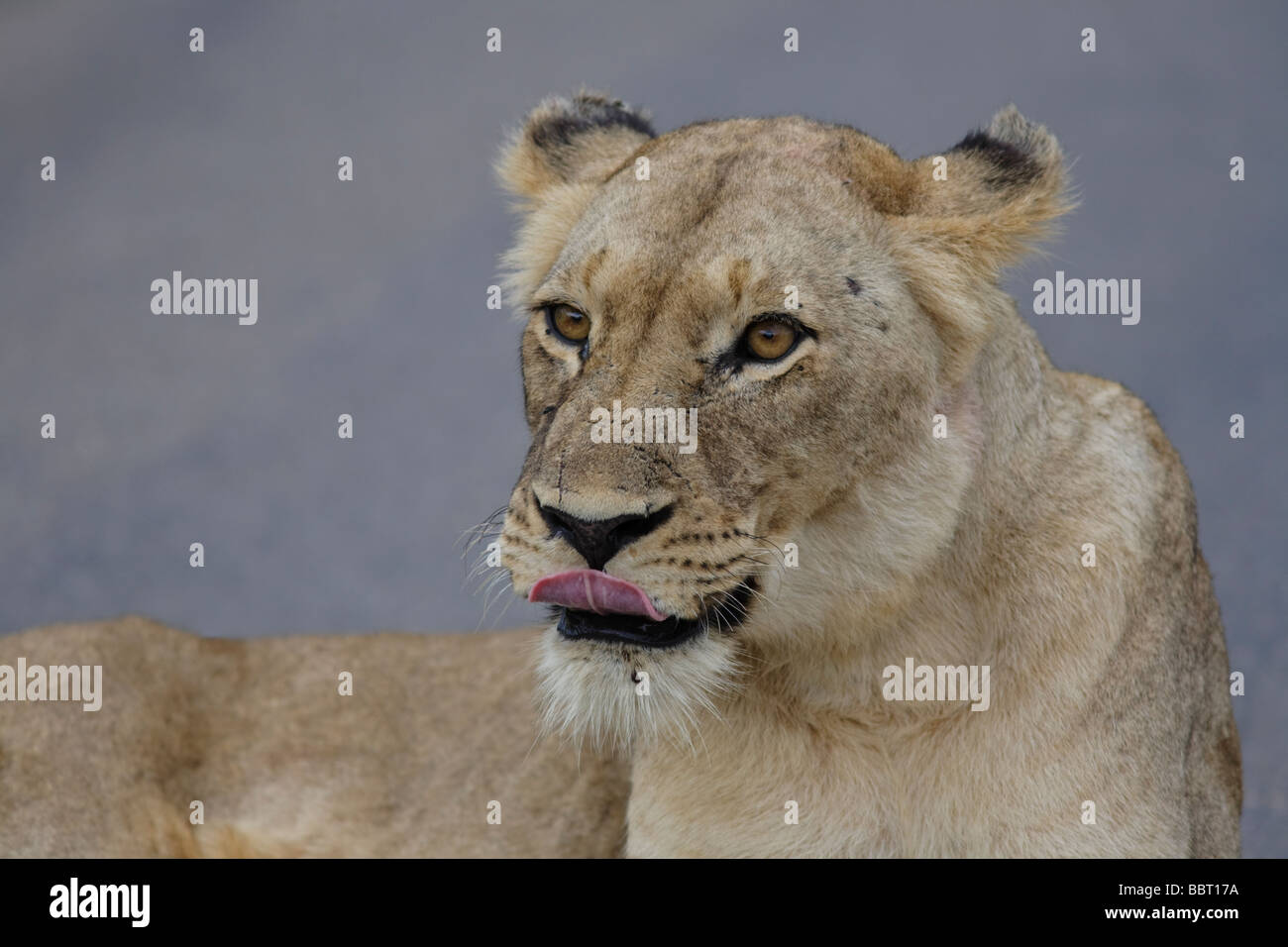 Ritratto leone africano (Panthera leo) gli occhi leoness faccia. Kruger National Park Sudafrica Foto Stock