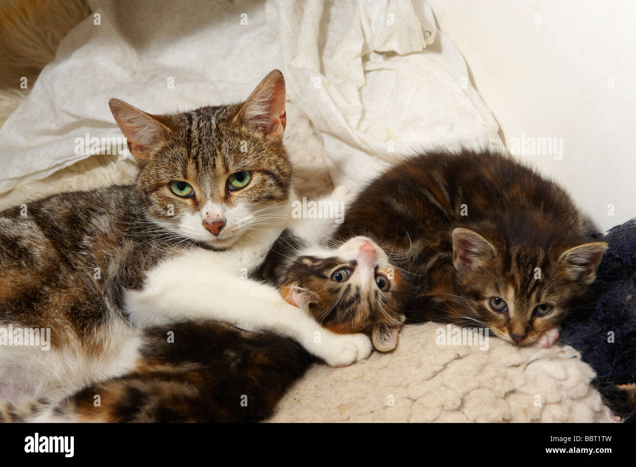 Gatto femmina regina con giovani gattini nella sua cura Foto Stock