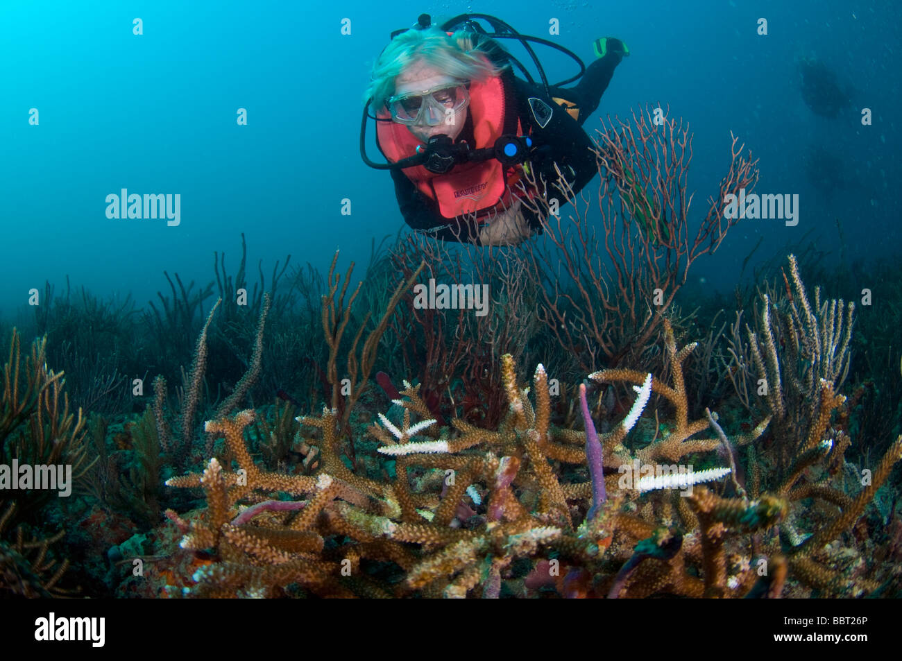 In via di estinzione e malati Staghorn Coral Acropora cervicornis offshore Palm Beach FL Foto Stock
