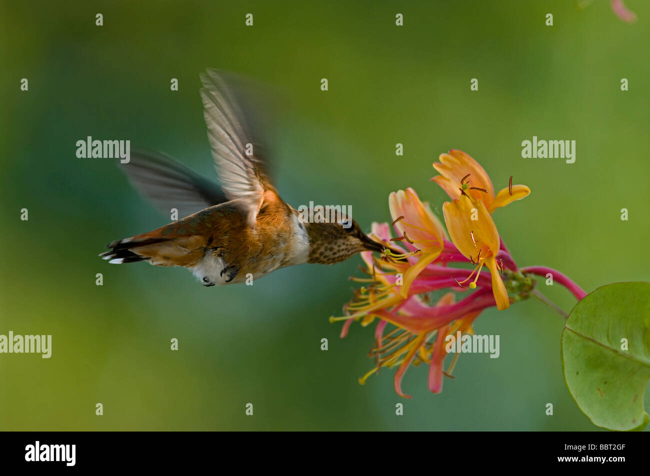 Ronzio uccello sorseggiando il nettare dai fiori di caprifoglio Foto Stock
