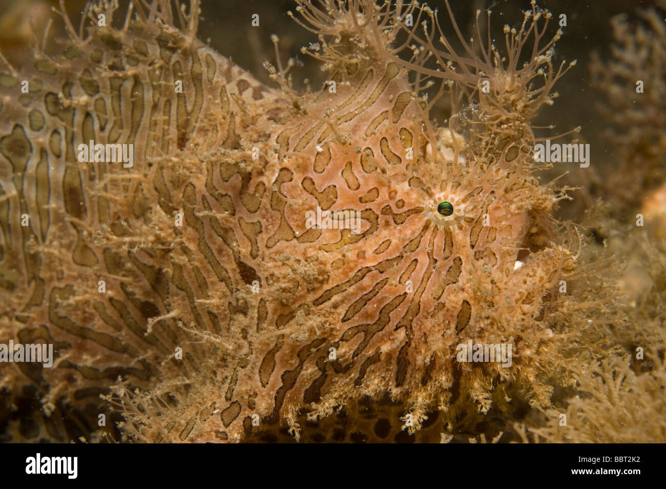 Striato o rana pescatrice peloso Antennarius striatus fotografato sotto l Airone cenerino ponte in Singer Island FL Foto Stock