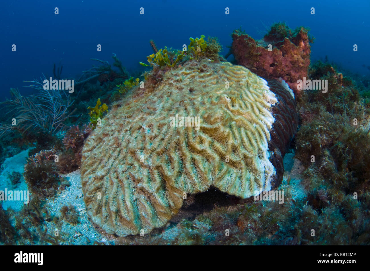 Deseased e sbiancato Maze Coral Meandrina meandrites in Palm Beach FL malattia risultante dall'inquinamento Foto Stock