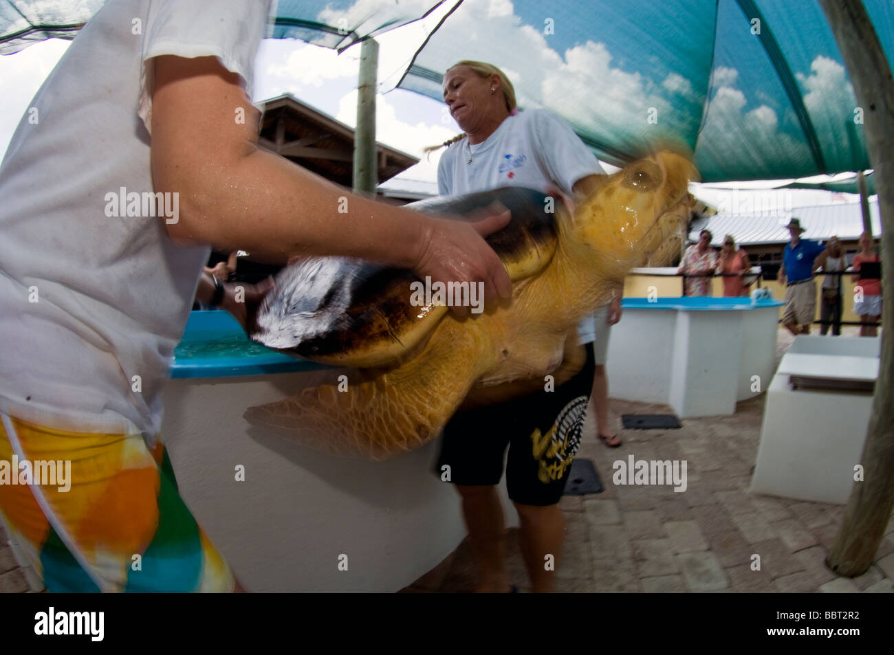 Volontariato presso le Tartarughe Marine Life Centre di Juno Beach, FL preparare per rilasciare una tartaruga Caretta caretta Foto Stock