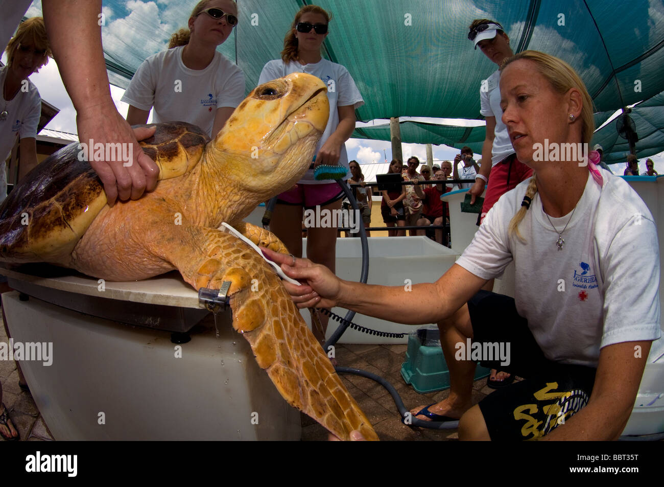 Volontariato presso le Tartarughe Marine Life Centre di Juno Beach, FL preparare per rilasciare una tartaruga Caretta caretta Foto Stock