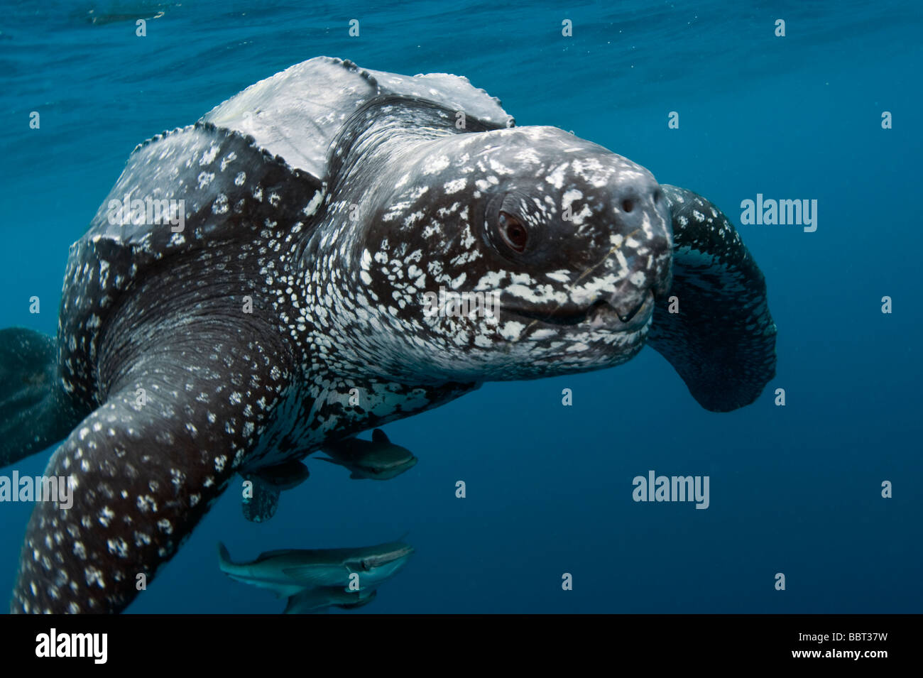 Maschio di liuto tartaruga di mare (Dermochelys coriacea) fotografato in mare aperto offshore di Jupiter, Florida, Stati Uniti d'America Foto Stock