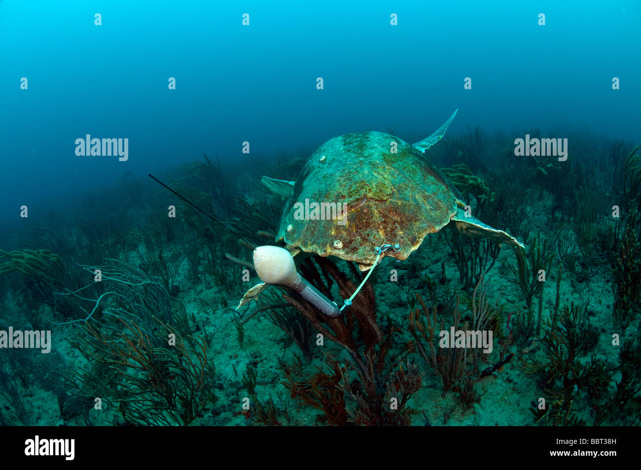 Per Tartarughe Marine dotate di dispositivo di inseguimento per aiutare gli scienziati a determinare l'impatto delle attività di pesca con palangari sulle tartarughe Foto Stock