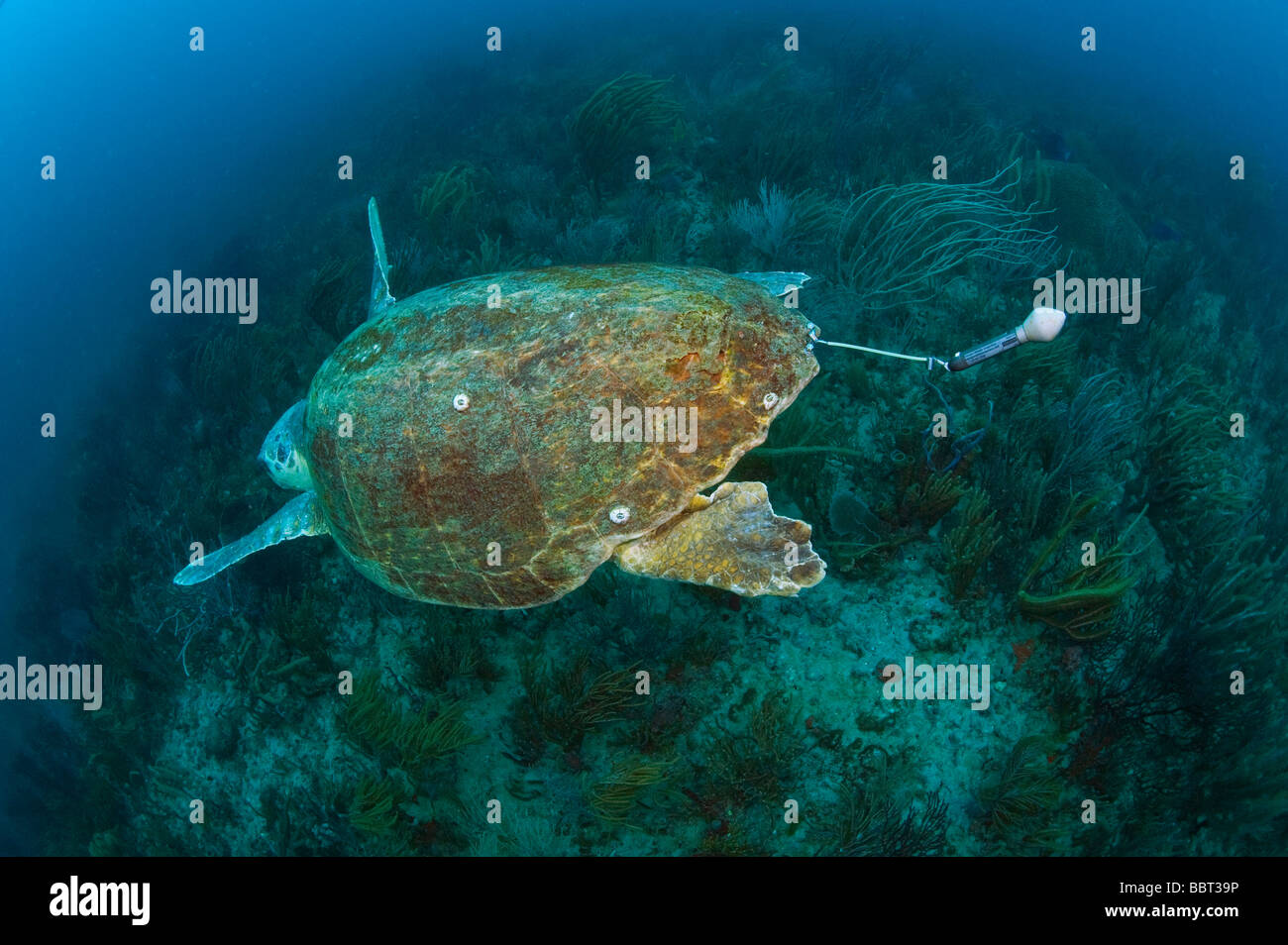 Per Tartarughe Marine dotate di dispositivo di inseguimento per aiutare gli scienziati a determinare l'impatto delle attività di pesca con palangari sulle tartarughe Foto Stock