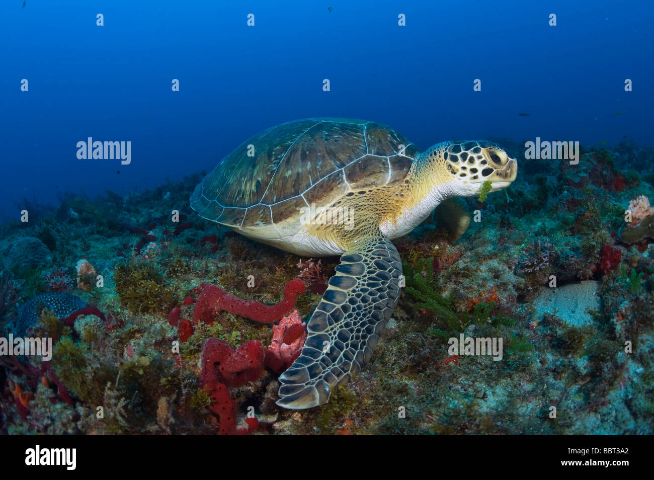 Femmina di tartaruga verde (Chelonia Mydas) alimentazione sulle alghe sott'acqua in Juno Beach, FL. Foto Stock