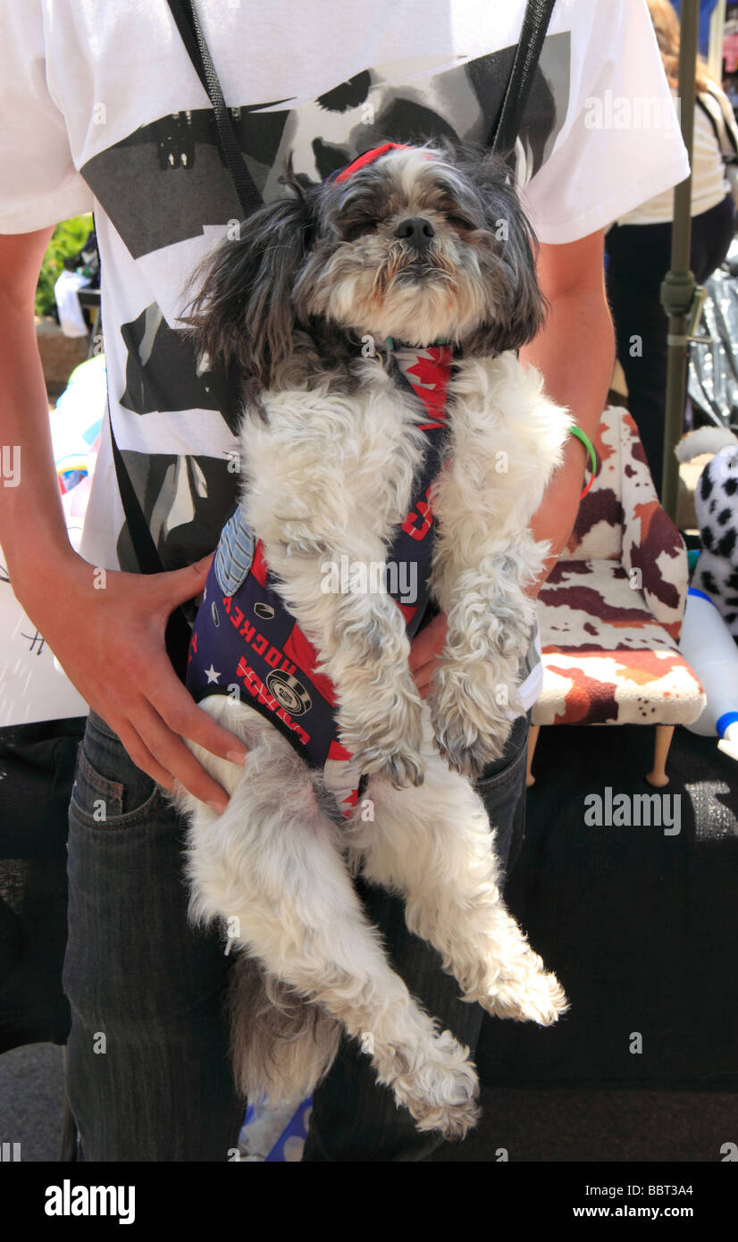 Cane annuale Festival di St Lawrence Area di mercato Toronto Ontario Canada Foto Stock