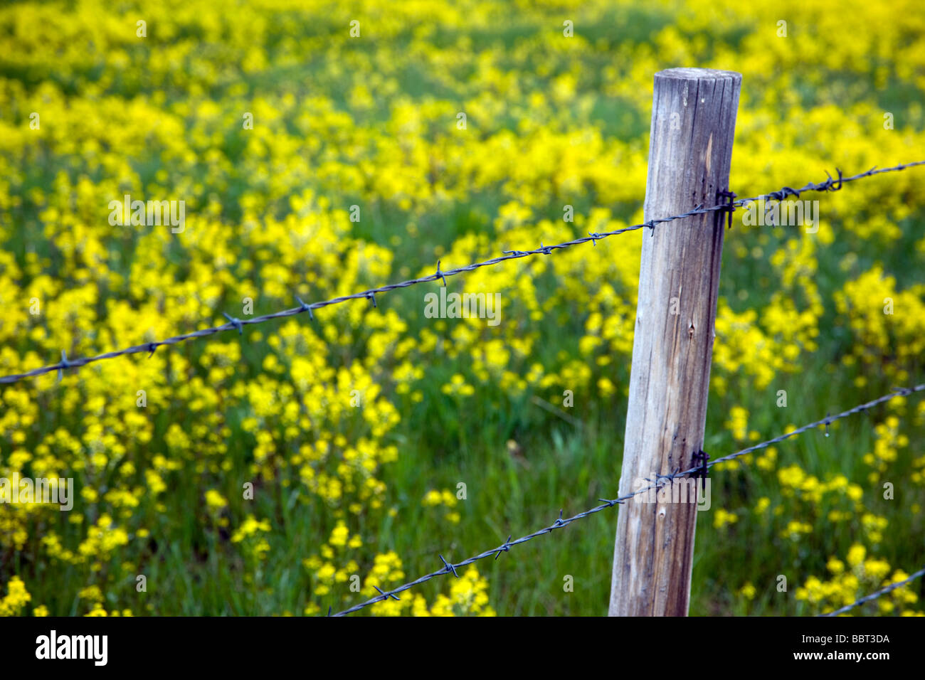 Filo spinato e post contro uno sfondo di giallo fiori selvatici che crescono in un pascolo Crested Butte Colorado USA Foto Stock