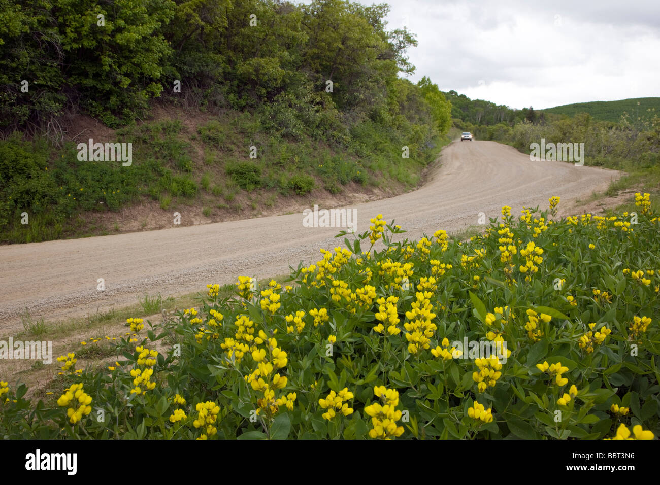 I fiori di colore giallo dorato riga di intestazione RD 12 vicino Kebler Pass 9980 West Elk Mountains gamma Ruby Gunnison Colorado NF Foto Stock